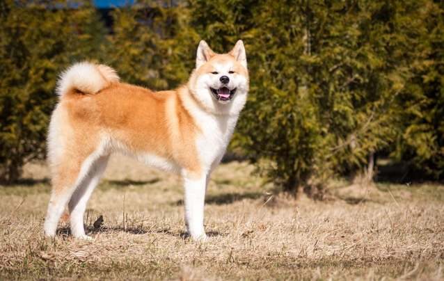 Akita inu Dogs Plemeno / Druh: Povaha, Délka života & Cena | iFauna