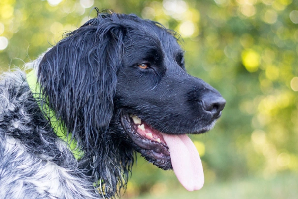 Grote Münsterländer Dogs Ras: Karakter, Levensduur & Prijs | Puppyplaats