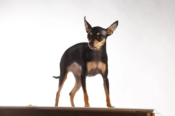 English toy terrier outlet cost