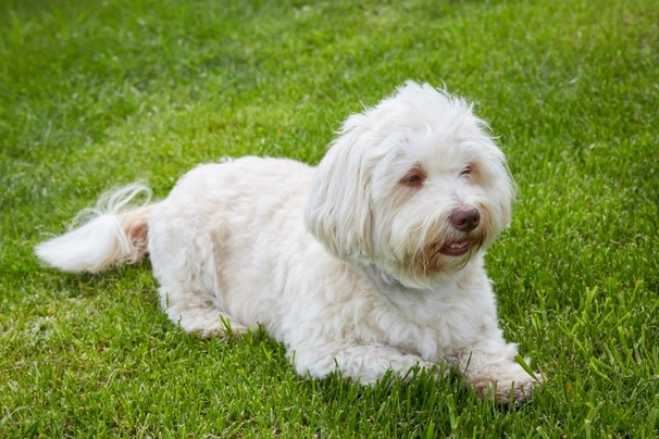 White store havanese puppies