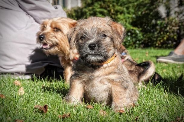 Norfolk Terrier Dogs Raza - Características, Fotos & Precio | MundoAnimalia