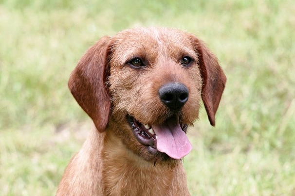 Štýrský brakýř Dogs Informace - velikost, povaha, délka života & cena | iFauna