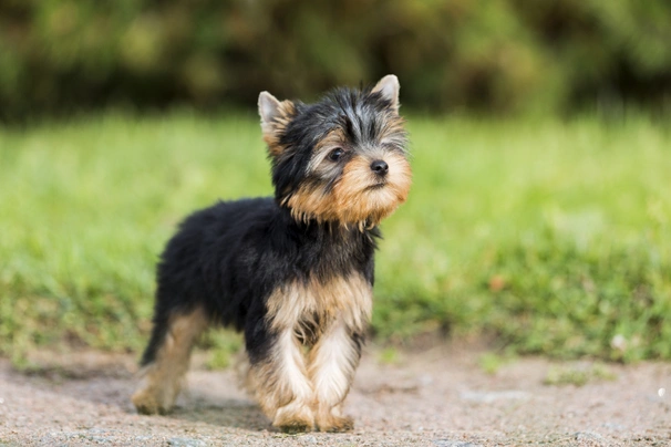 razas de perros que se llevan bien con los yorkies