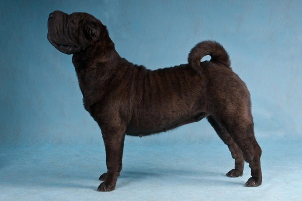 Shar Pei Dogs Razza - Prezzo, Temperamento & Foto | AnnunciAnimali