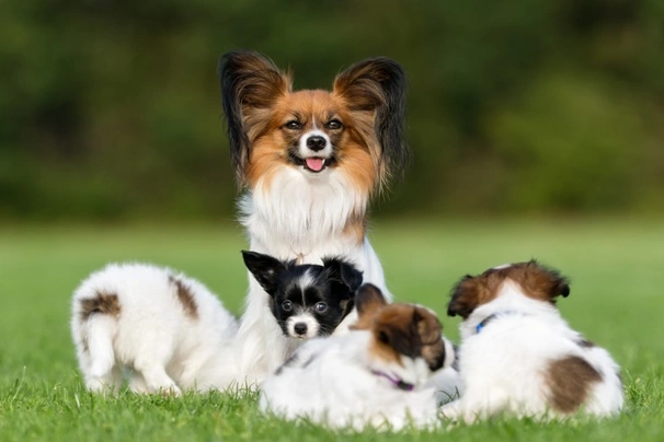 Puppy 2024 papillon dog