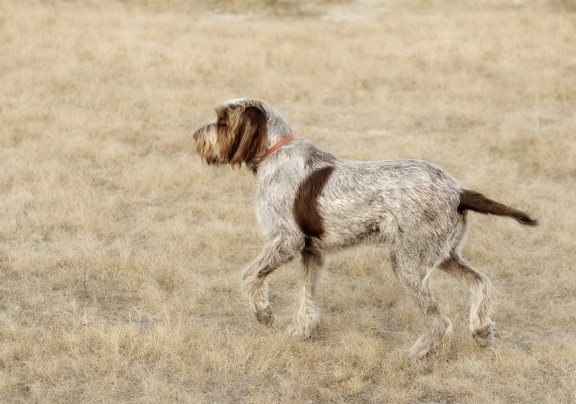 Spinone Italiano Dogs Razza - Prezzo, Temperamento & Foto | AnnunciAnimali