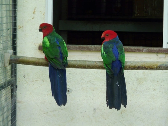 Papoušek karmínový Birds Informace - velikost, povaha, délka života & cena | iFauna