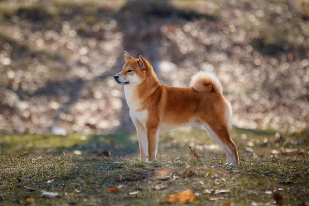 Japanese Shiba Inu Dogs Breed - Information, Temperament, Size & Price | Pets4Homes