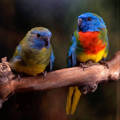 Neoféma modrohlavá Birds Informace - velikost, povaha, délka života & cena | iFauna