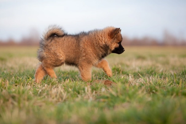 Eurasier Dogs Raza - Características, Fotos & Precio | MundoAnimalia