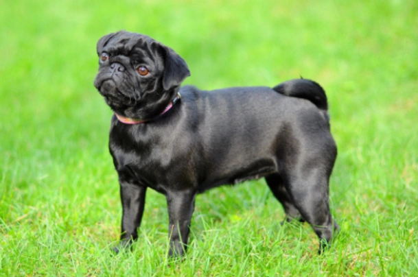 Pug Dogs Breed - Information, Temperament, Size & Price | Pets4Homes