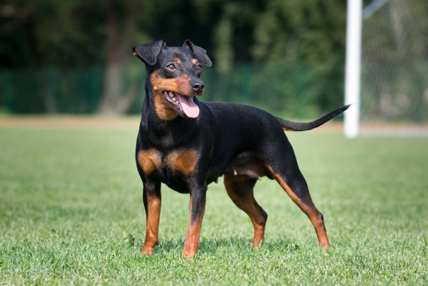 Pinscher Nano Dogs Razza - Prezzo, Temperamento & Foto | AnnunciAnimali