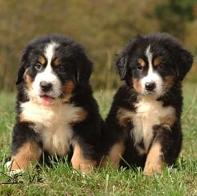 Average cost of a store bernese mountain dog puppy