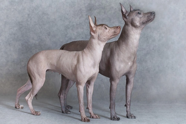 Mexican Hairless Dogs Breed - Information, Temperament, Size & Price | Pets4Homes