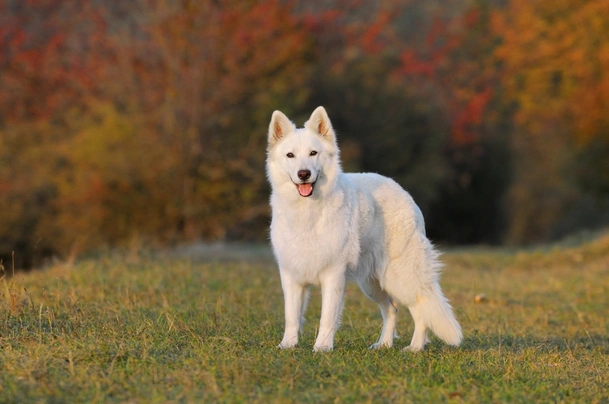 White hot sale swiss shepherd