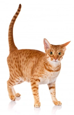 Ocicat Cats Raza - Características, Fotos & Precio | MundoAnimalia