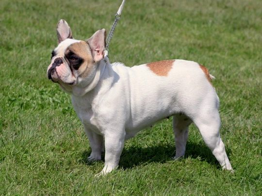 French Bulldog Dogs Breed - Information, Temperament, Size & Price | Pets4Homes