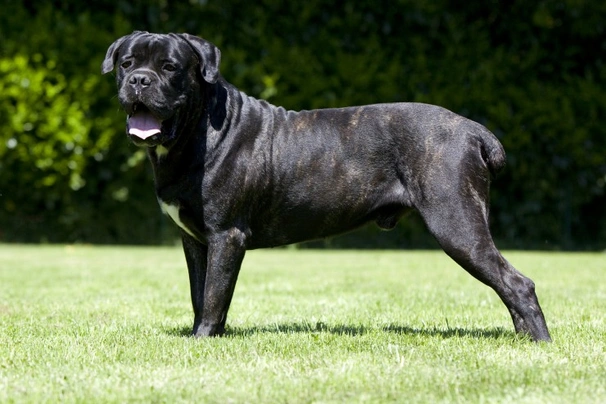 Cane Corso Dogs Breed - Information, Temperament, Size & Price | Pets4Homes