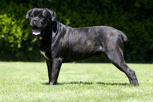 Cane Corso Dogs Informace - velikost, povaha, délka života & cena | iFauna