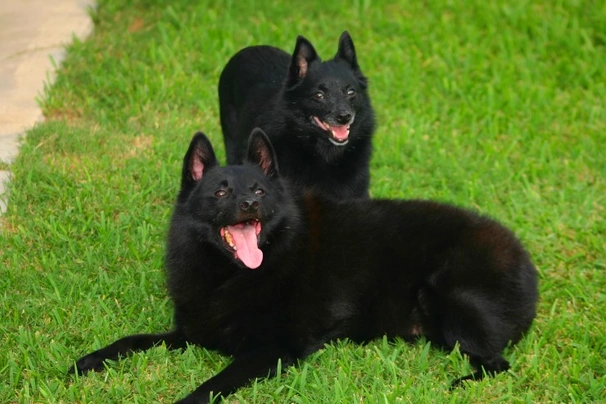 Schipperke Dogs Raza - Características, Fotos & Precio | MundoAnimalia