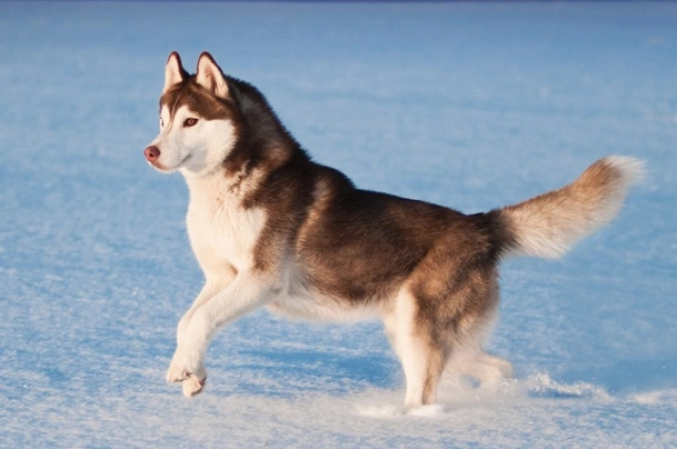 Husky breed hot sale price