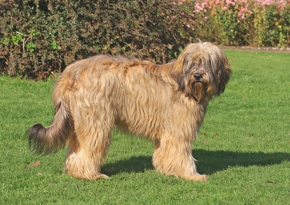 Catalan Sheepdog Dogs Breed - Information, Temperament, Size & Price | Pets4Homes