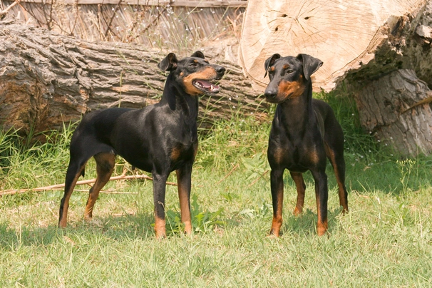 Manchester Terrier Dogs Raza - Características, Fotos & Precio | MundoAnimalia