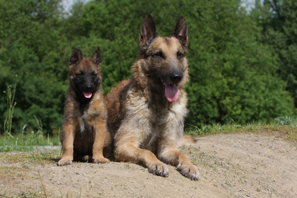 Belgian Shepherd Dog Dogs Breed - Information, Temperament, Size & Price | Pets4Homes