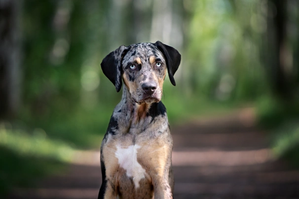 Louisianský leopardí pes Dogs Plemeno / Druh: Povaha, Délka života & Cena | iFauna