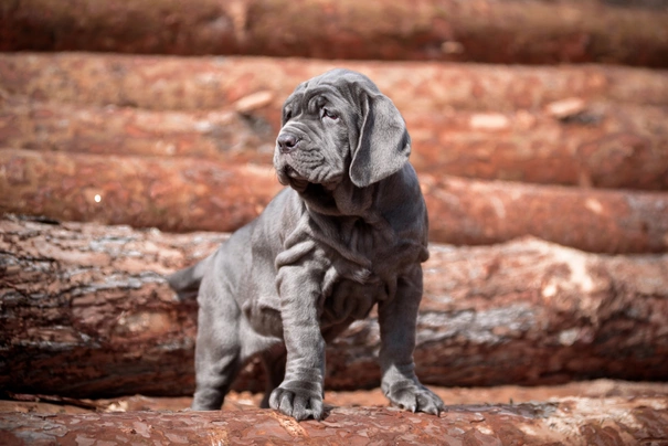 Grey, Black and Brown Puppies Breed Neapolitana Mastino. Dog