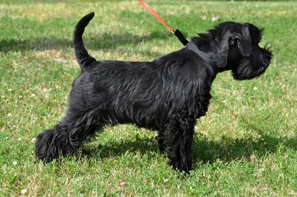 cuánto ejercicio necesita un cachorro schnauzer miniatura