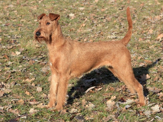 Irish Terrier Dogs Raza - Características, Fotos & Precio | MundoAnimalia