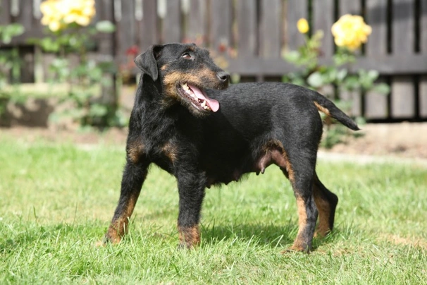 Jagdteriér Dogs Plemeno / Druh: Povaha, Délka života & Cena | iFauna