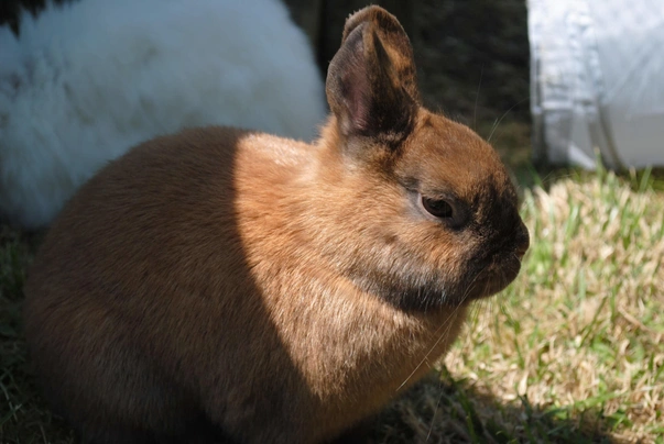 Thuringer Rabbits Breed - Information, Temperament, Size & Price | Pets4Homes