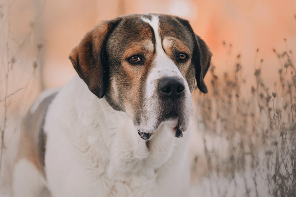 Středoasijský pastevecký pes Dogs Informace - velikost, povaha, délka života & cena | iFauna