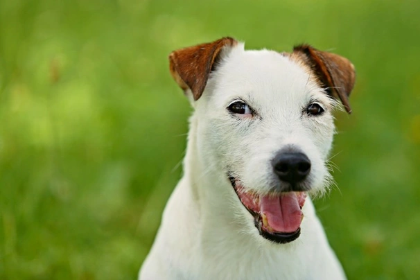 Wire haired best sale parsons terrier