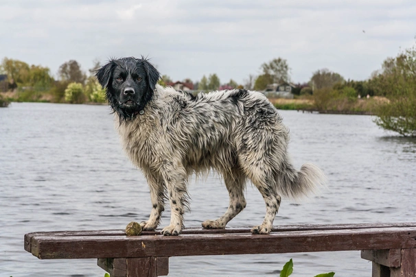 Fríský ohař Dogs Informace - velikost, povaha, délka života & cena | iFauna