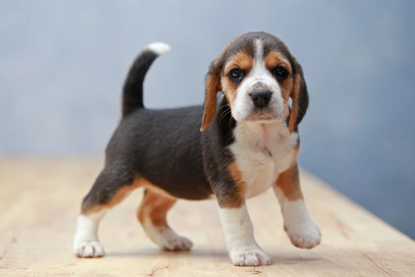 Beagle Dogs Breed - Information, Temperament, Size & Price | Pets4Homes