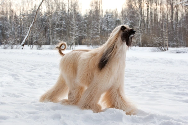 Afghan Hound Dogs Breed - Information, Temperament, Size & Price | Pets4Homes