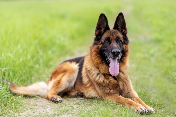 German shepherd hot sale dog breed price