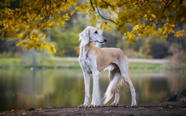 Saluki Dogs Ras: Karakter, Levensduur & Prijs | Puppyplaats