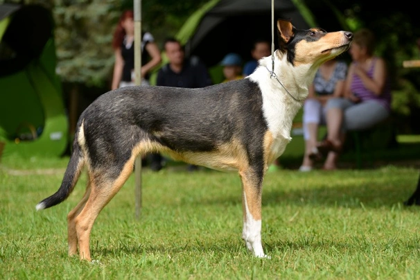 Schotse Herdershond korthaar Dogs Ras: Karakter, Levensduur & Prijs | Puppyplaats