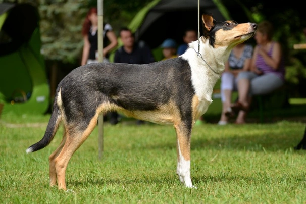 Kolie krátkosrstá Dogs Informace - velikost, povaha, délka života & cena | iFauna