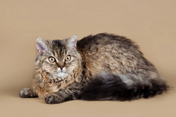 Curly haired cat for sales sale