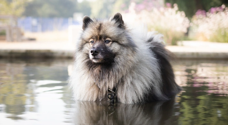 Keeshond dogs best sale for adoption