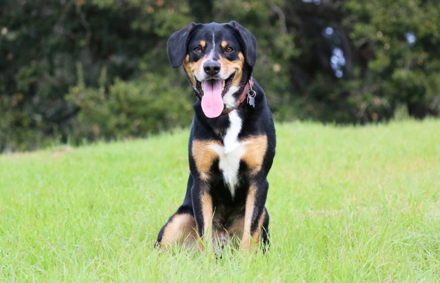Entlebušský salašnický pes Dogs Informace - velikost, povaha, délka života & cena | iFauna
