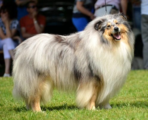 Rough Collie Dogs Breed - Information, Temperament, Size & Price | Pets4Homes