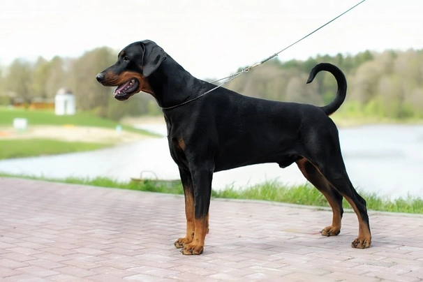 Dobrman Dogs Informace - velikost, povaha, délka života & cena | iFauna