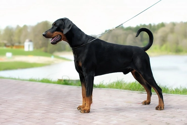 Dobermann Dogs Raza - Características, Fotos & Precio | MundoAnimalia