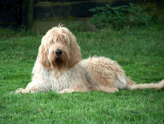 Otterhound Dogs Breed - Information, Temperament, Size & Price | Pets4Homes